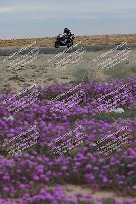 media/Jan-14-2023-SoCal Trackdays (Sat) [[497694156f]]/Turn 14 Exit Bloomig (145pm)/